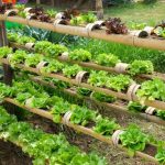 Vegetable gardening beginners guide garden plant veggie instructions diy